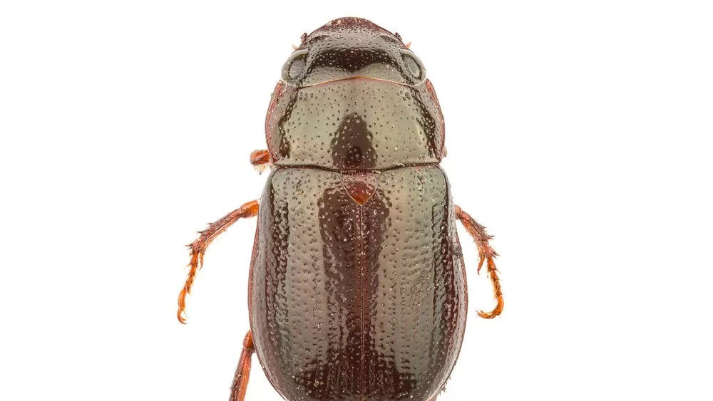 estudio-revela-el-impacto-del-escarabajo-leucothyreus-femuratos-en-cultivos-de-cacao-en-colombia_agrosavia