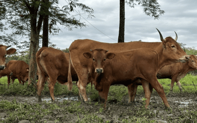Territorios climáticamente inteligentes y su rol en la adaptación de la actividad agropecuaria frente a «El Niño» en el departamento del Meta