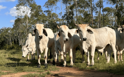Día de campo. Tecnologías para el manejo de la producción bovina en el departamento del Meta.