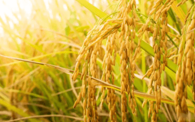 Análisis del monitoreo de cosecha y la incidencia del clima en los rendimientos para el año 2023 en el sur del Meta