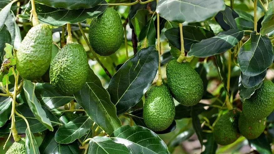 Vivero Oro Tropical: un nuevo horizonte para la siembra de aguacate en la región de la Orinoquía.