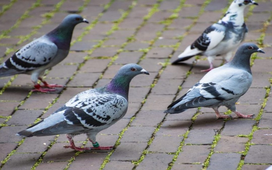 Investigación de la Universidad Nacional sede Orinoquía, advierte sobre riesgos en la salud asociados a las palomas 
