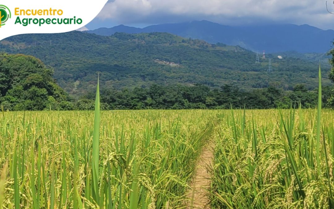 Nueva variedad de arroz para condiciones del Meta y Casanare