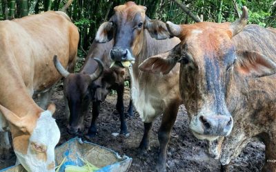 Mejoras en la gestión ganadera: ICA Anunció Plan de contingencia para migración de animales