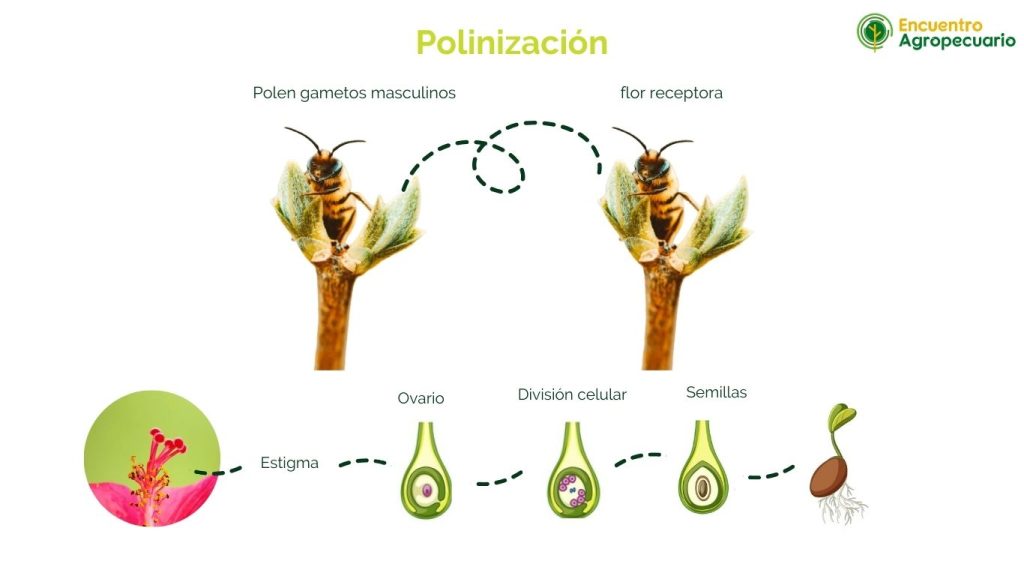 Polinización