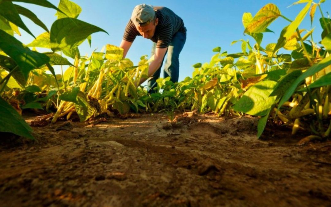 Propuesta de presupuesto 2025: recorte significativo para el sector agropecuario en Colombia