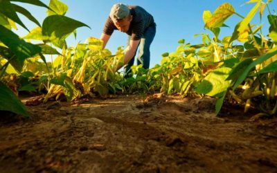 Propuesta de presupuesto 2025: recorte significativo para el sector agropecuario en Colombia