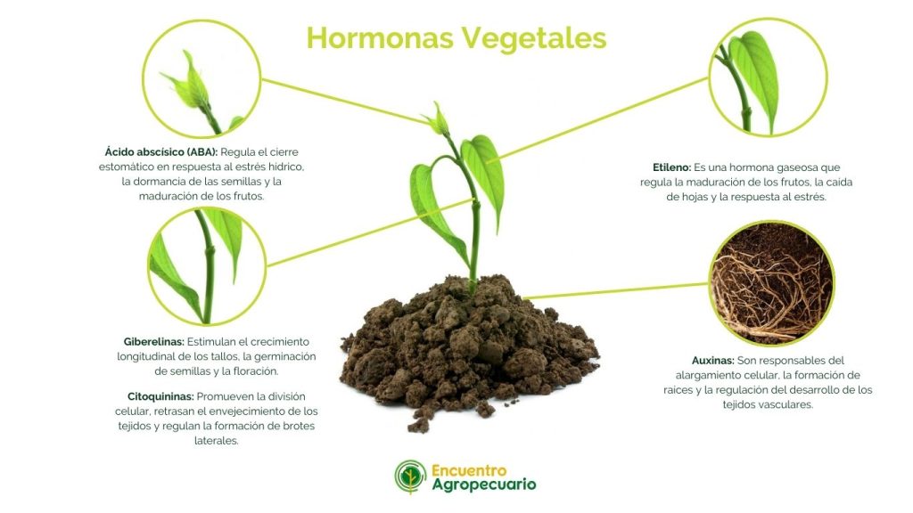 Hormonas vegetales en plantas
