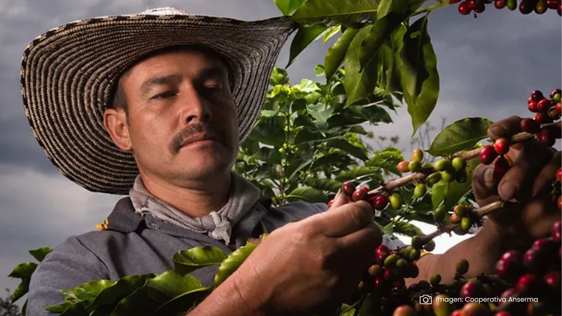 7 Disfruta del ritual matutino de un hombre cosechando café en las exuberantes colinas de Colombia. Sumérgete en la serenidad del campo mientras cuidadosamente selecciona los granos maduros, preparándose para ofrecerte una taza de sabor único y vibrante. Con cada gesto experto, se teje una historia de pasión y dedicación, donde el amor por la tierra y el café se entrelazan en una experiencia verdaderamente especial. ¡Descubre el auténtico sabor de Colombia en cada sorbo!