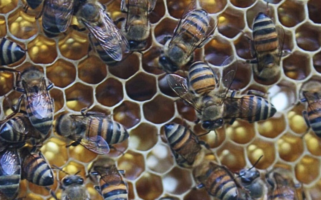 Emergencia en la apicultura por pérdida de colmenas