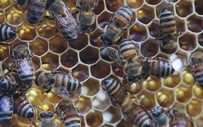 Emergencia en la apicultura por pérdida de colmenas