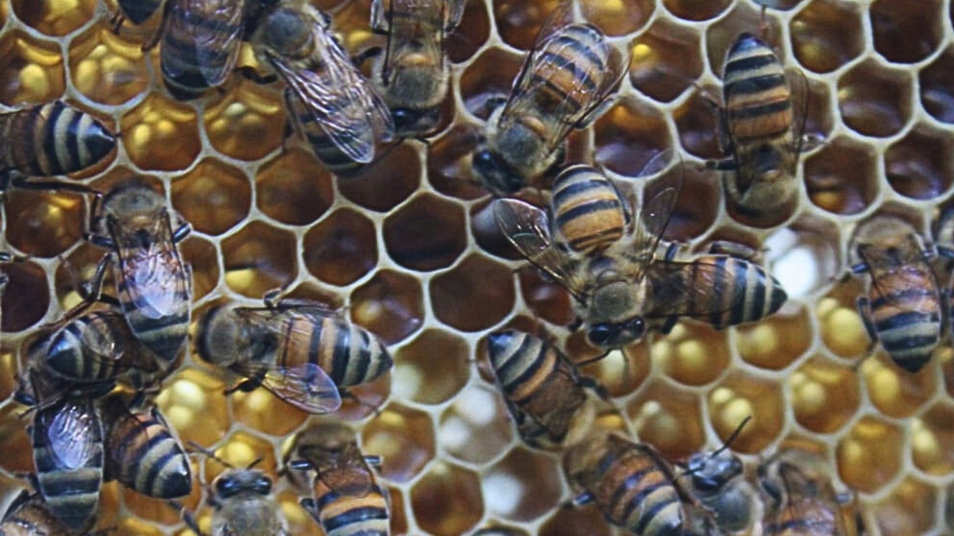 Abejas en la colmena