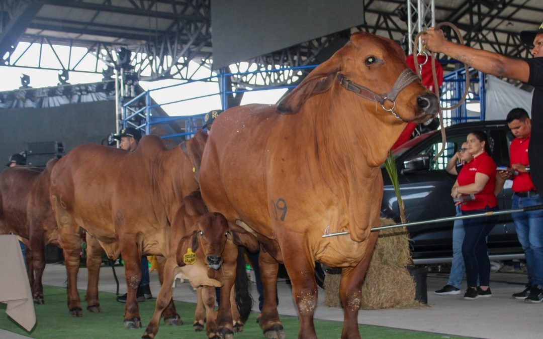 Crecimiento sostenido del hato ganadero en Colombia: claves y proyecciones