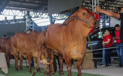 Crecimiento sostenido del hato ganadero en Colombia: claves y proyecciones