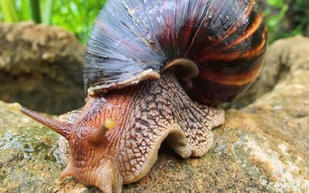 Caracol Africano afecta comunidades del Vaupés