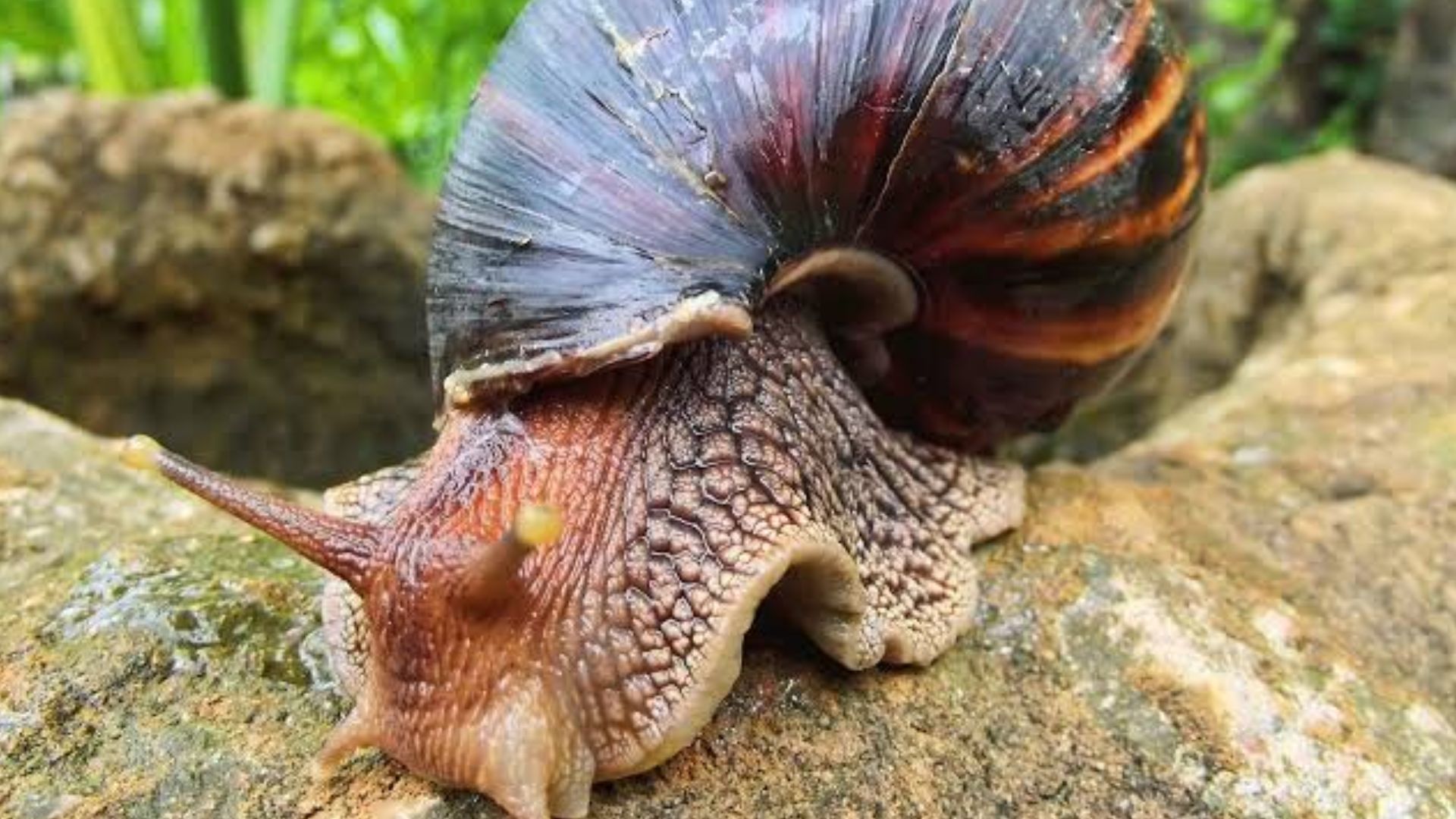 Caracol Africano ¡Explora el exótico mundo de los caracoles africano
