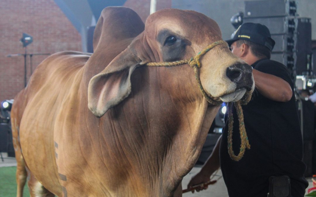 ICA establece fechas y condiciones para el primer ciclo de vacunación bovina del 2024