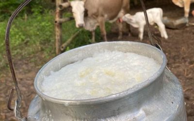 El gobierno inicia subastas de leche para apoyar a productores nacionales