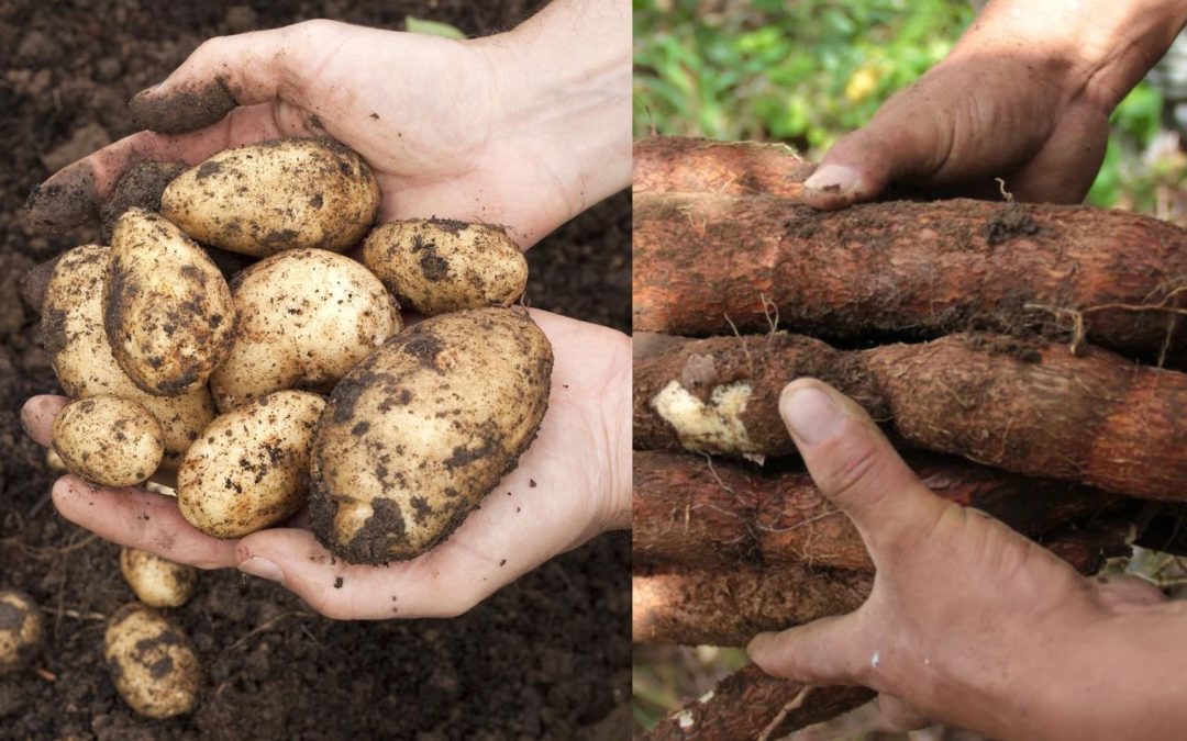 Avance agrícola en Colombia crecimiento en las áreas cultivadas fortalecen la seguridad alimentaria