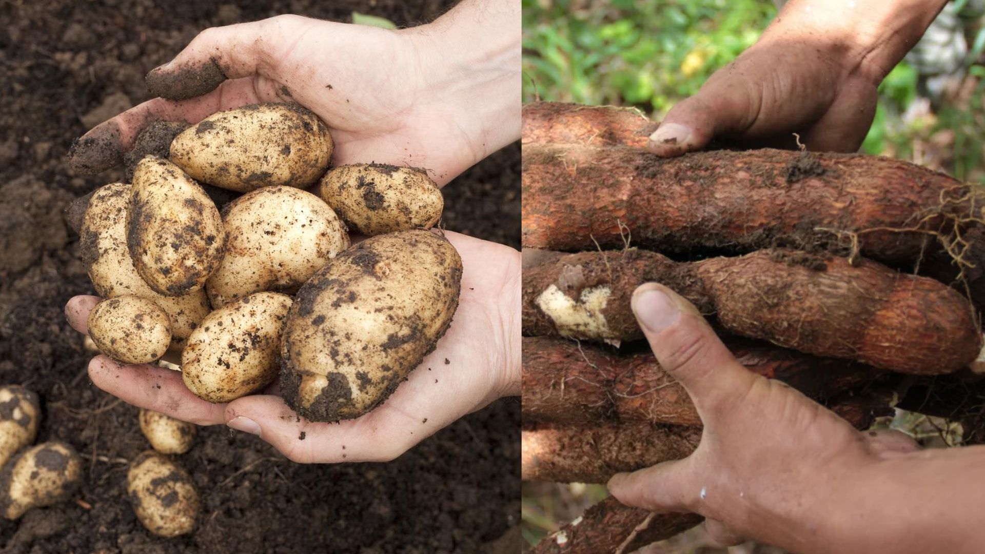 Imágenes página web (10) papa y yuca