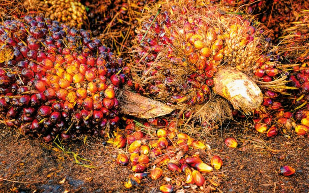 Colombia se prepara para alcanzar nuevos récords en la producción de aceite de palma alto oleico