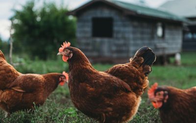 Bancolombia y Fenavi Introducen Innovadora Línea de Crédito Sostenible para el Sector Avícola