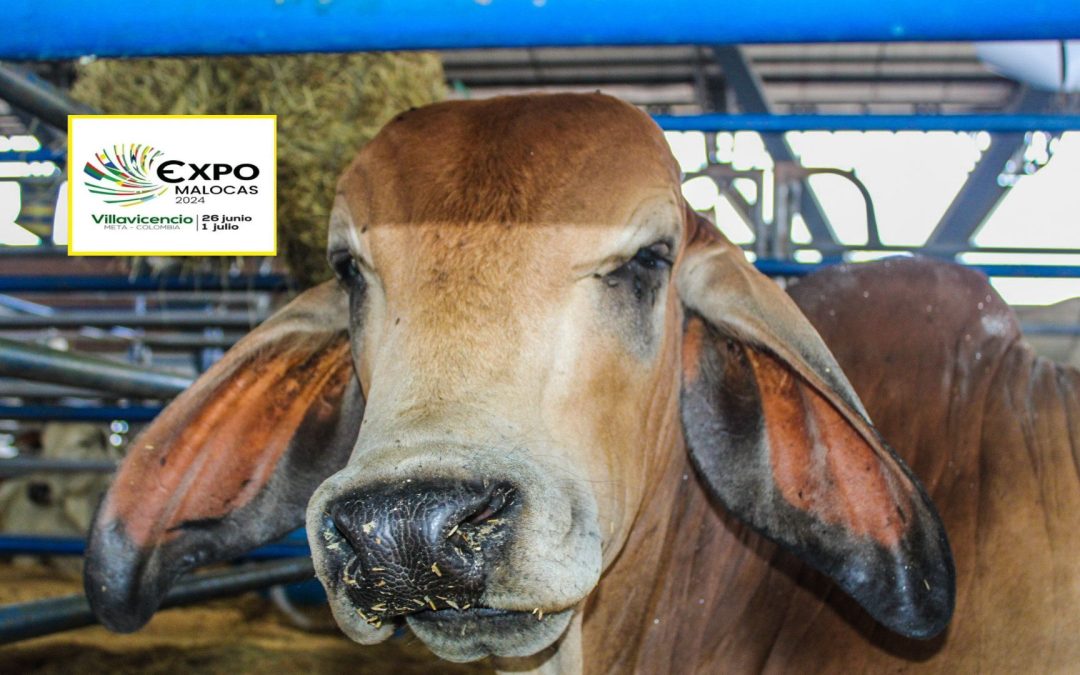 Expomalocas 2024 la feria más grande de la Orinoquía abrió sus puertas para disfrutar de la cultura