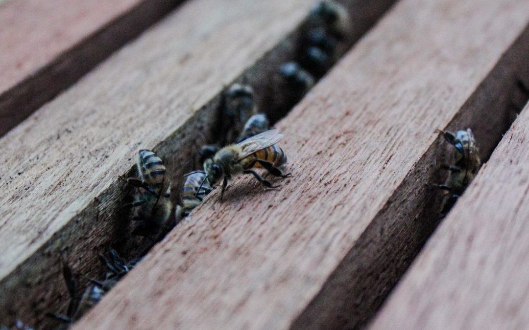 Apicultura en Tame más allá de la miel