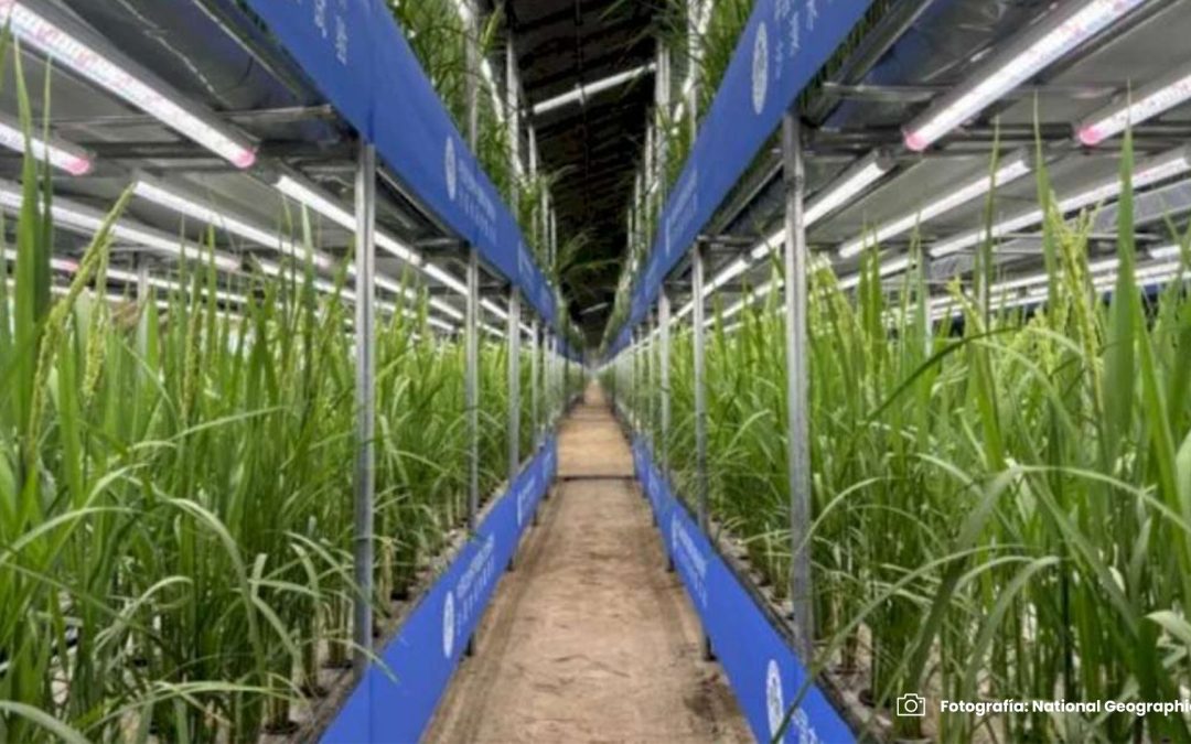 China cultiva arroz en el desierto de forma más rápida y económica