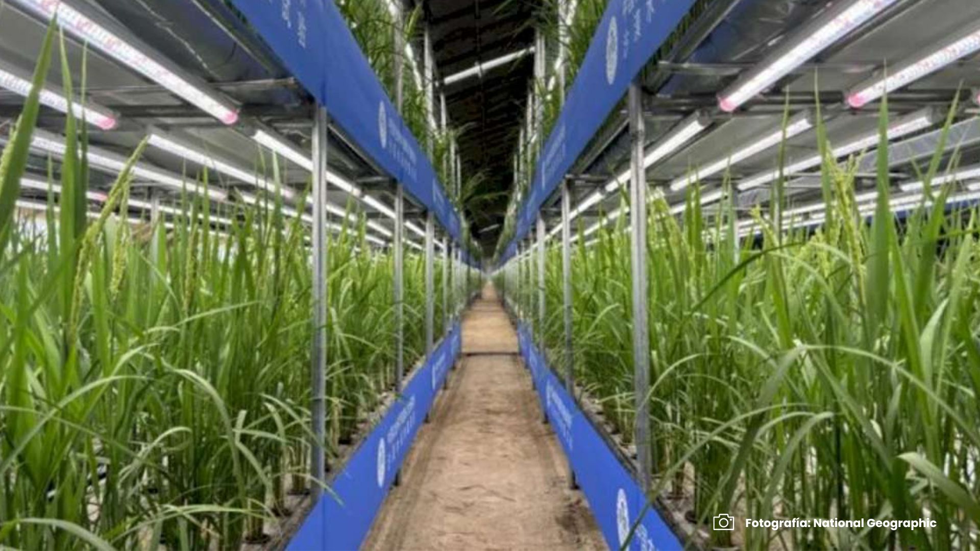 Imágenes página web (5) arroz en china