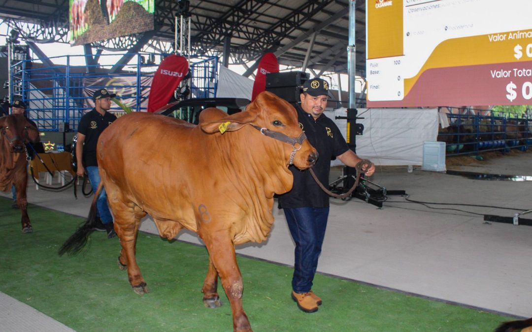 Expomalocas 2024 una oportunidad para disfrutar de la cultura llanera en Villavicencio