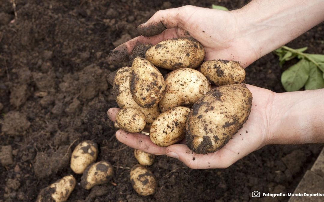 Cundinamarca, Boyacá, Nariño y Antioquia: son los gigantes de la producción de papa en Colombia