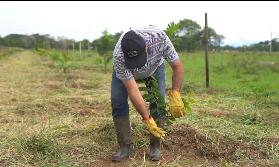 Ecopetrol y campesinos impulsan los corredores biológicos y la ganadería sostenible en el Meta