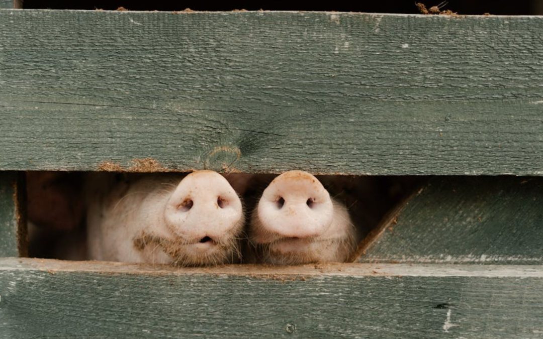 China plantea investigar lácteos y cerdo europeos en medio de tensiones comerciales