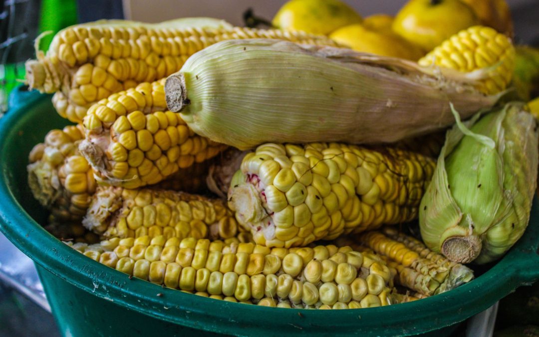 Fenalce insta al Gobierno a fortalecer la comercialización de maíz y soya