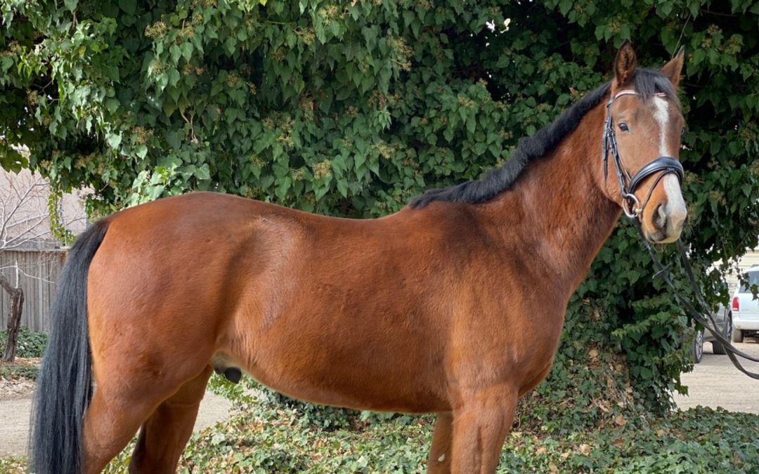 Jornada de vacunación contra la encefalitis equina venezolana en Uribe, Meta