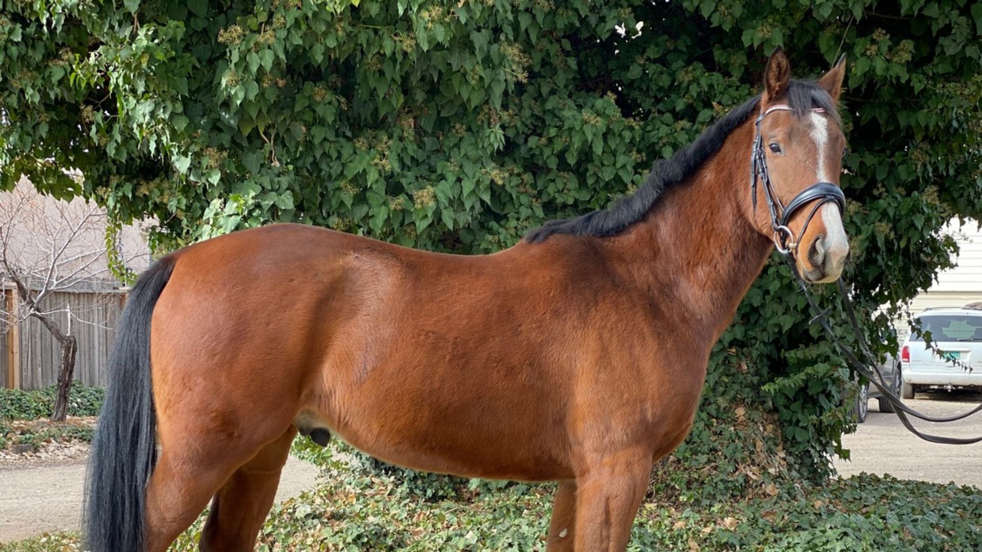 Imágenes página web (22) Caballo