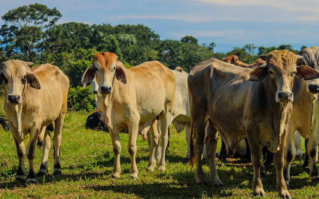 Feria Ganadera de Bucaramanga 2024