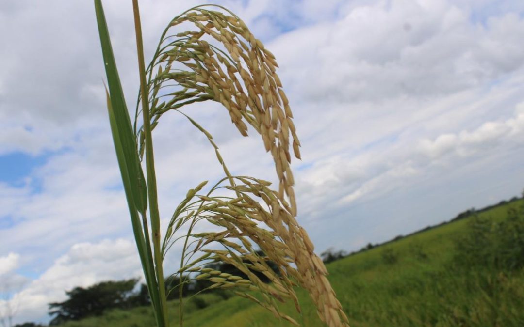 Taller: socialización proyecto Colombia Agroalimentaria Sostenible – Mesa Técnica Agroclimática en Villavicencio