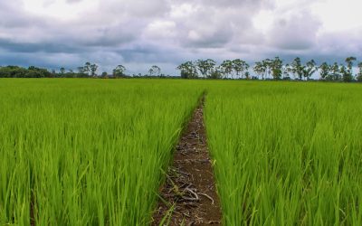 Rhizobiol y Fosfotal: Aliados sostenibles para sus cultivos semestrales