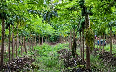 La Universidad Javeriana lanza curso sobre Políticas Públicas para el Sector Agrícola y Agroalimentario