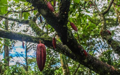 Cofrem anuncia seminario en Buenas Prácticas Agrícolas para Productores de Cacao y Café