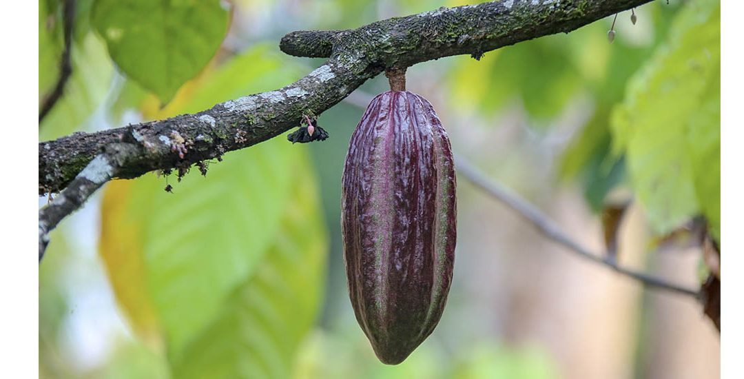 Ministerio de Agricultura abrió la convocatoria para representar a Colombia en los premios Cacao of Excellence 2025