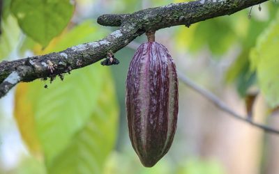 Ministerio de Agricultura abrió la convocatoria para representar a Colombia en los premios Cacao of Excellence 2025