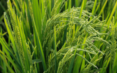 Incremento del consumo de arroz en Colombia, avance en la soberanía alimentaria