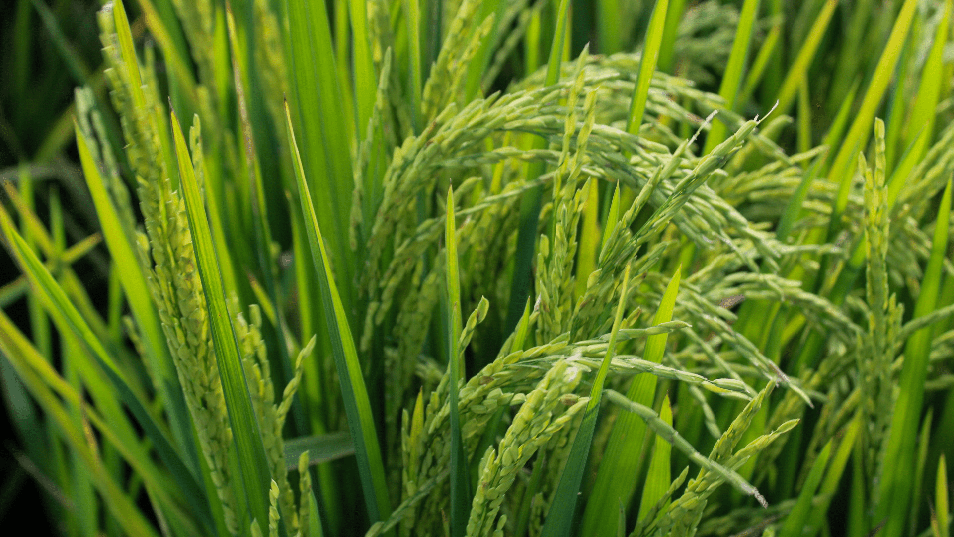 Cultivo arrocero Cultivo arrocero