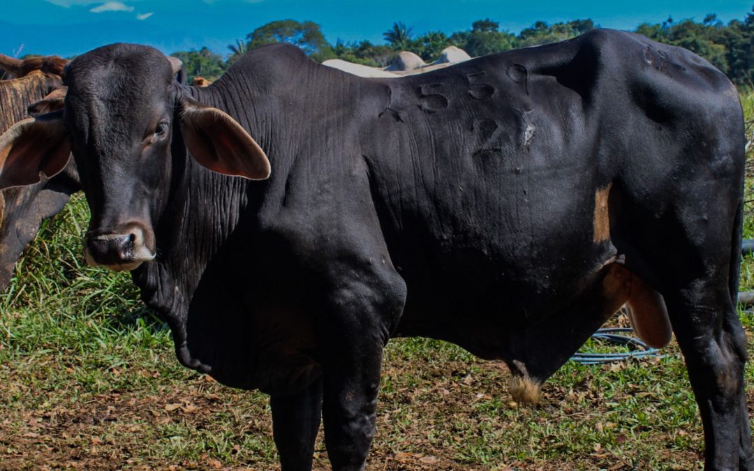 Nuevo seguro bovino y bufalino para proteger el ganadero