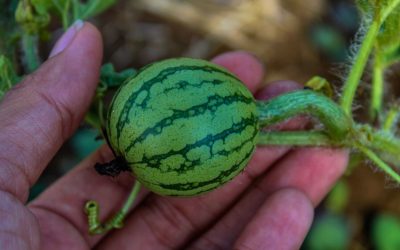 Taller Huertas Verticales