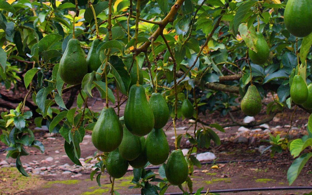 «Horizonte Sostenible» un compromiso de Syngenta con la agricultura transformadora