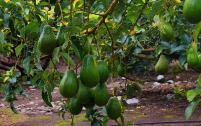 «Horizonte Sostenible» un compromiso de Syngenta con la agricultura transformadora